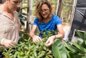 Plant pathologists working in a nursery