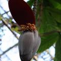 medium_Banana Tree Flower.JPG