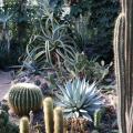 medium_Cactus+Agave Collection.JPG