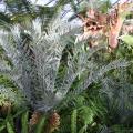 medium_Encephalartos horridus.JPG