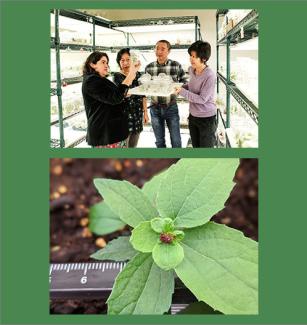 Tsai lab and flowering poplar plant