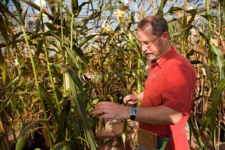 Kelly Dawe with corn plants