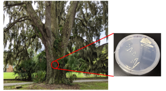 oaktree