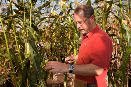 Kelly Dawe with corn plants